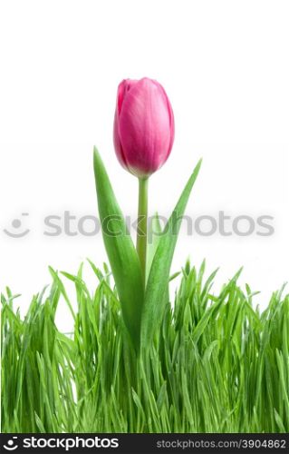 purple tulip and green grass isolated on white