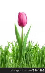 purple tulip and green grass isolated on white