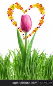 purple tulip and green grass with heart from flowers isolated on white