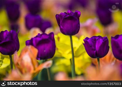 purple tulip blossoms in front of yellow tulips