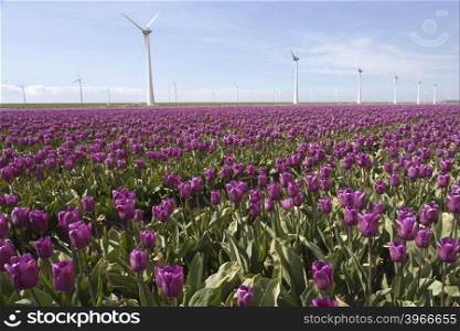 purple tulip field in the foreground and wind turbines against blue sky in flevoland province of the netherlands