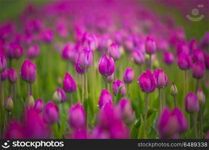 purple tulip fields are growing every year in the Netherlands. purple tulip fields are growing every year
