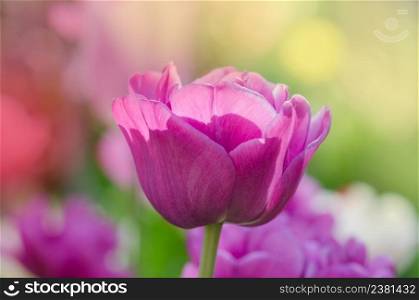 Purple tulip flower. Field with purple tulips. Lilac tulip close up. Purple double peony tulip