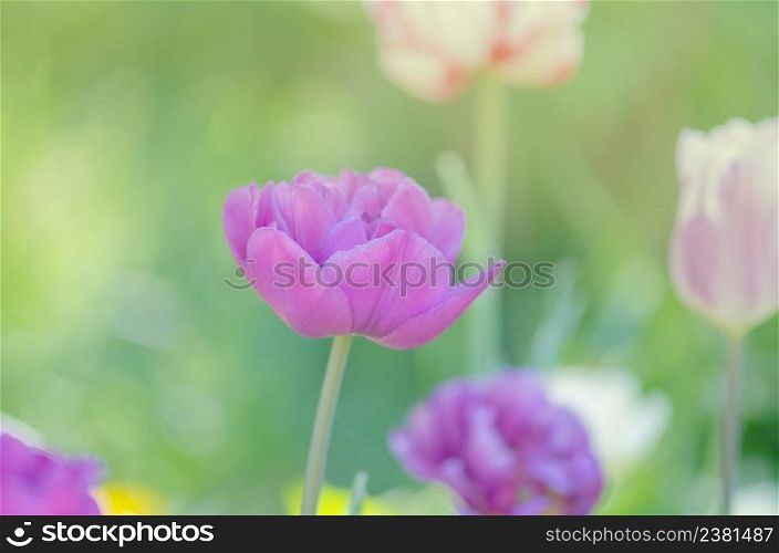 Purple tulip flower. Field with purple tulips. Lilac tulip close up. Purple double peony tulip. Purple violet tulip in the garden