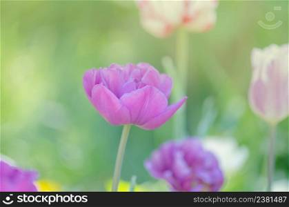 Purple tulip flower. Field with purple tulips. Lilac tulip close up. Purple double peony tulip. Purple violet tulip in the garden