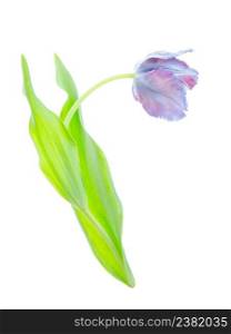 Purple tulip flower isolated on white background. Purple tulip isolated. Ultraviolet tulip on white.