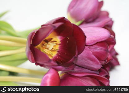 purple tulips and one single tulip in close up