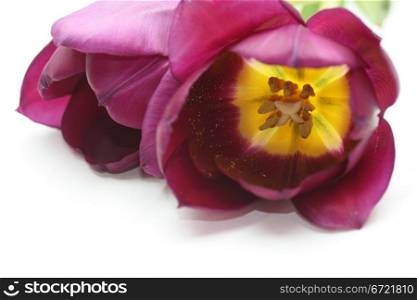 purple tulips and one single tulip in close up