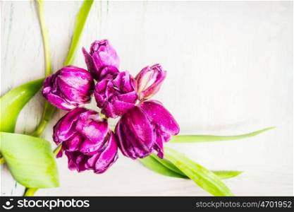 Purple tulips bunch with leaves on white wooden background, top view, border. Spring flowers concept.