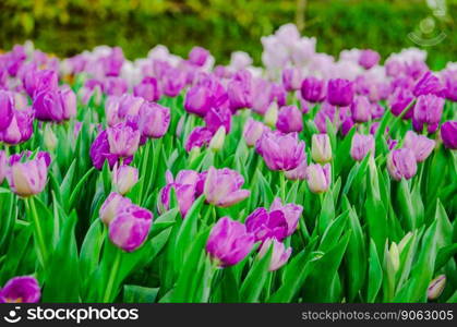 purple tulips flower field