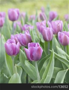 Purple Tulips Flowers Blossoming