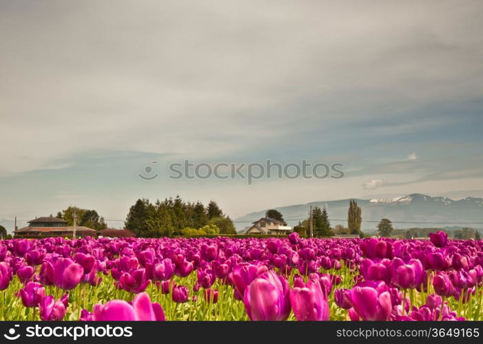 Purple tulips in Skagit Valley