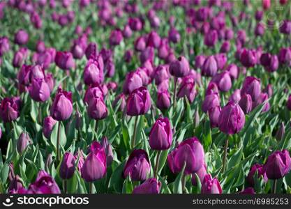 Purple tulips of pink color in nature in spring time