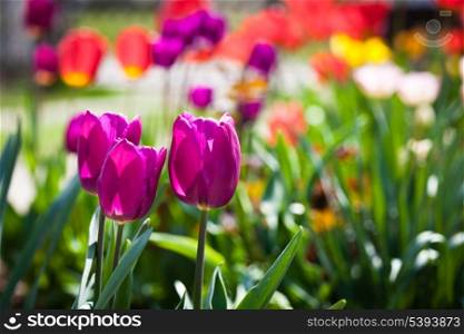 Purple tulips on the flowerbed closeup