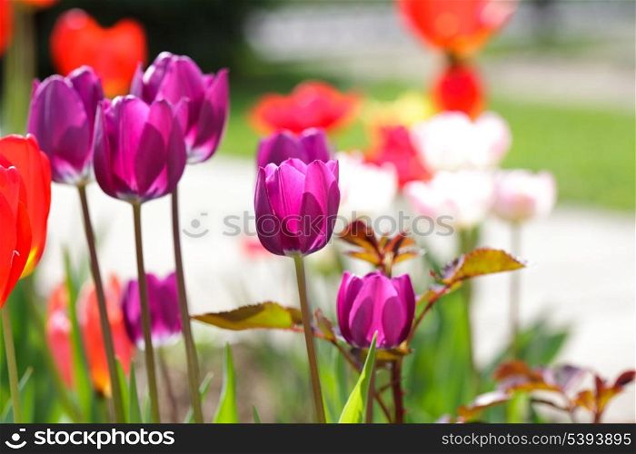 Purple tulips on the flowerbed closeup