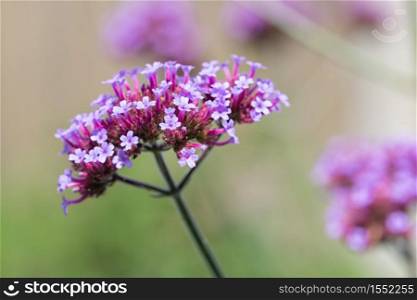 Purple Verbana Bonariensis flower with blurred shallow depth background. Purple Verbana Bonariensis flower at shallow depth background