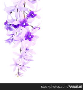 Purple vine flower, Sandpaper Vine or Purple Wreath (Petrea volubilis. Linn.), isolated on white background