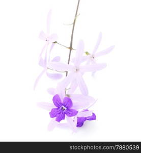 Purple vine flower, Sandpaper Vine or Purple Wreath (Petrea volubilis. Linn.), isolated on white background