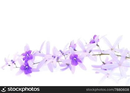 Purple vine flower, Sandpaper Vine or Purple Wreath (Petrea volubilis. Linn.), isolated on white background