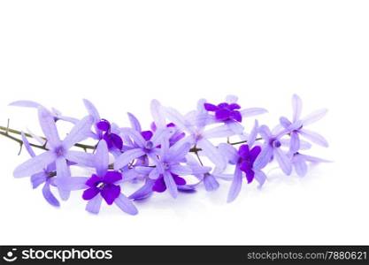 Purple vine flower, Sandpaper Vine or Purple Wreath (Petrea volubilis. Linn.), isolated on white background