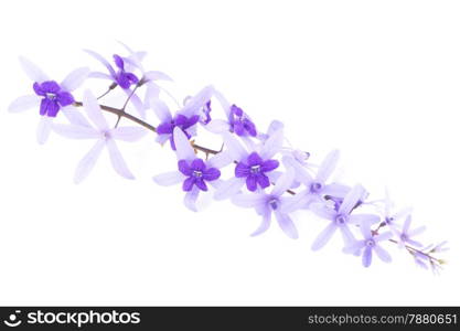 Purple vine flower, Sandpaper Vine or Purple Wreath (Petrea volubilis. Linn.), isolated on white background