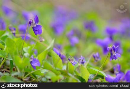 purple violet flowers in nature