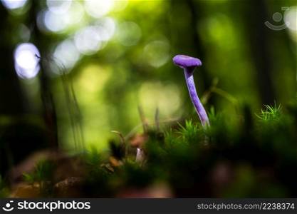 Purple violet mushroom Amethyst deceiver (Laccaria amethystina)