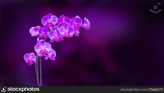 purple violet orchid branch on dark background with copy space. purple orchid branch