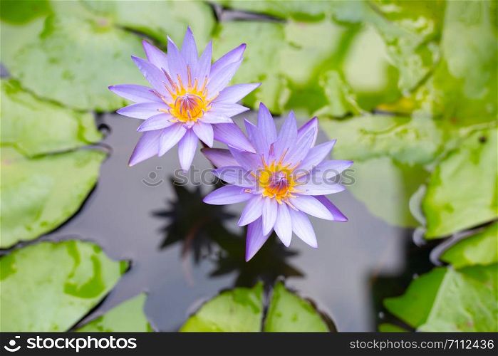 Purple water lilies, Violet lotus blooming in the pond. Colorful flower garden