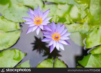 Purple water lilies, Violet lotus blooming in the pond. Colorful flower garden