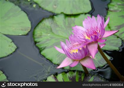 Purple water lily. Detail of a purple water lily with copy space
