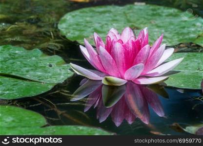 Purple water lily flower in a pond. Purple water lily flower in a pond in China