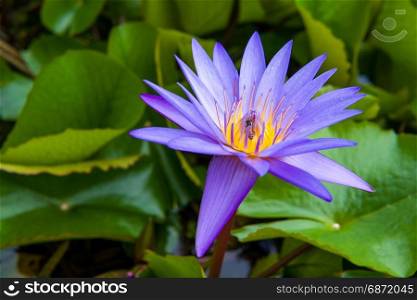 purple water lily with bee