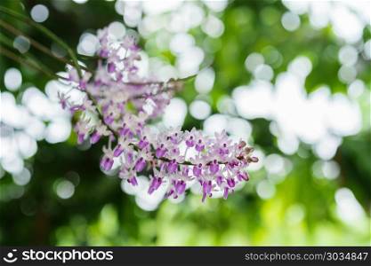 purple white orchid . purple white orchid on green bokeh background
