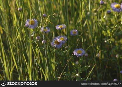 Purple wild flowers