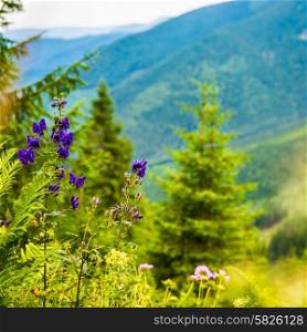 Purple wild flowers in the mountains. Green hills on background