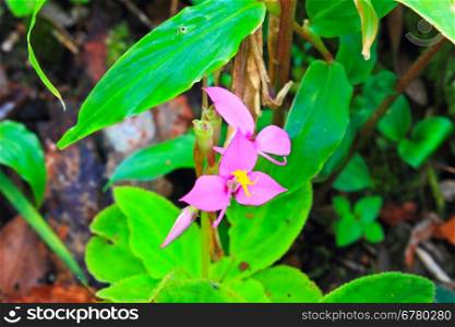 Purple wild flowers of Sonerila maculata in forest, Thailand
