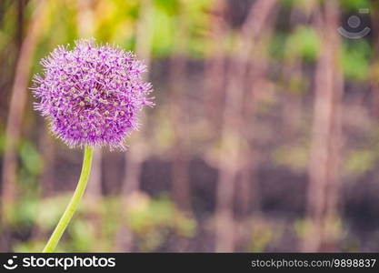 Purple wild onion blossoms in green valley