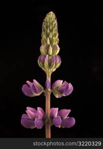 Purple Wildflower