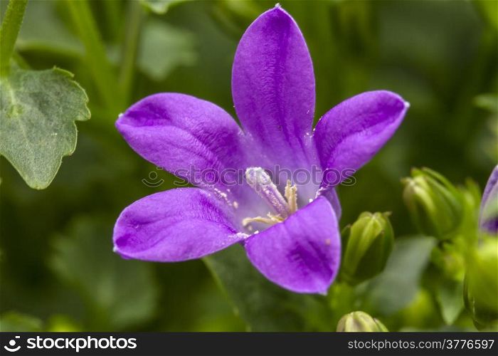 Purple wildflower closeup on green leaves