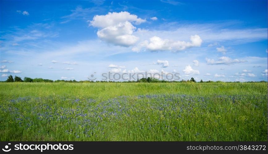 Purple wildflowers grow in tall grass under fluffy cloudy blue sky