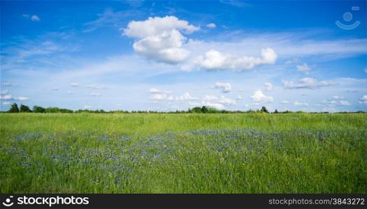 Purple wildflowers grow in tall grass under fluffy cloudy blue sky