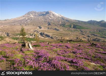 Purple wildflowers growing in field beneath a distant volcano mountain