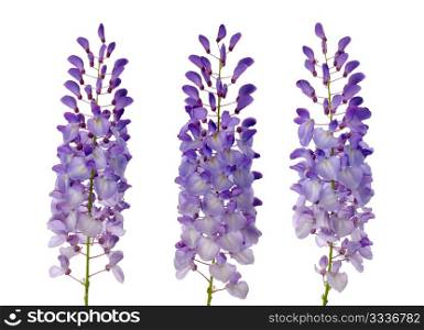 Purple wisteria flowers isolated on white background.