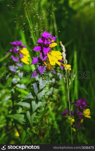 Purple with yellow forest wildflower - Melampyrum Nemorosum - closeup under the sunlight among the green grass. Selective focus.. Melampyrum Nemorosum Flower Blossom