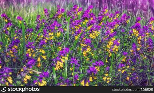 Purple with yellow forest wildflowers Ivan-da-Marya - Melampyrum Nemorosum - on a meadow under the sunlight. Selective focus.. Melampyrum Nemorosum Flowers Blossom