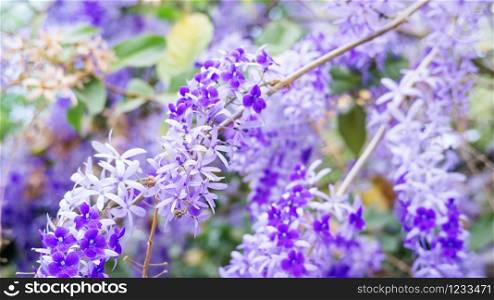 Purple Wreath, Sandpaper Vine, Queen&rsquo;s Wreath flower in the garden, soft focus