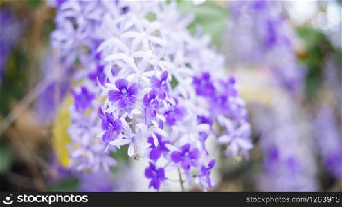 Purple Wreath, Sandpaper Vine, Queen&rsquo;s Wreath flower in the garden, soft focus