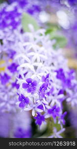 Purple Wreath, Sandpaper Vine, Queen&rsquo;s Wreath flower in the garden, soft focus