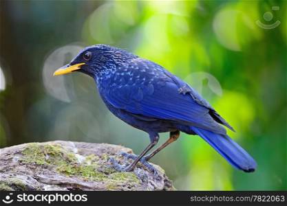 Purplish-blue bird, Blue Whistling Thrush (Myophonus caeruleus), bill yellow, standing on the log